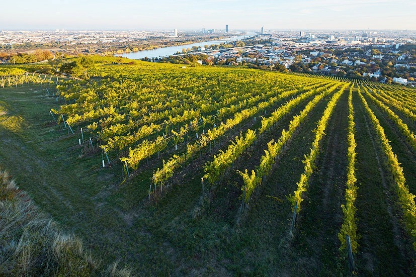 Weingut Wieninger &ndash; Mister Gemischter Satz